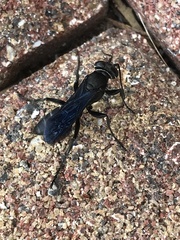Pompiloidea