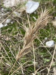 Bromus madritensis