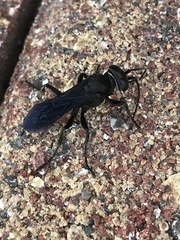 Pompiloidea