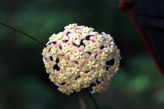 Hoya