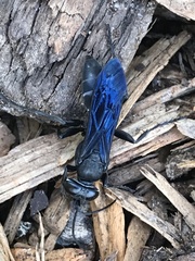Pompiloidea