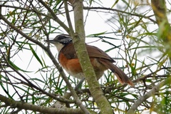 Pterorhinus pectoralis