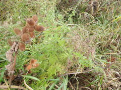 Xanthium orientale riparium