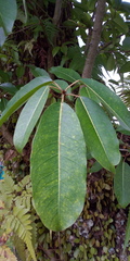 Ficus caulocarpa