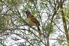 Pterorhinus pectoralis