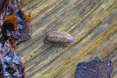 Porcellio monticola
