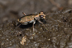 Ellipsoptera macra