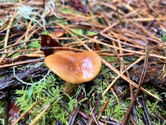 Lactarius rubidus