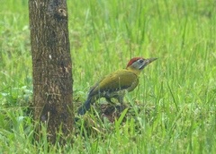 Picus vittatus