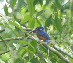 Alcedo meninting