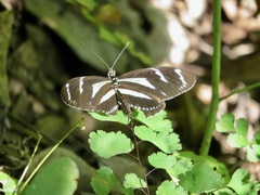 Heliconius peruvianus