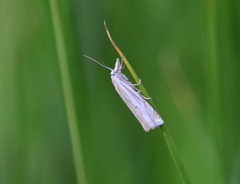 Crambus lathoniellus