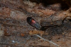 Sepedophilus