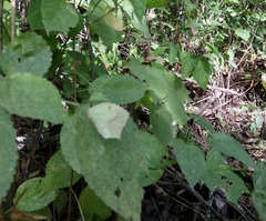 Abaeis mexicana