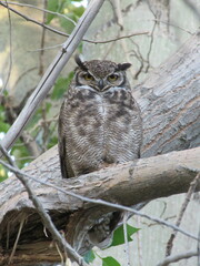 Bubo virginianus magellanicus