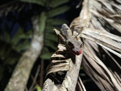 Uroplatus phantasticus