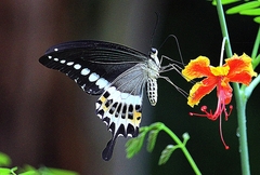 Papilio liomedon