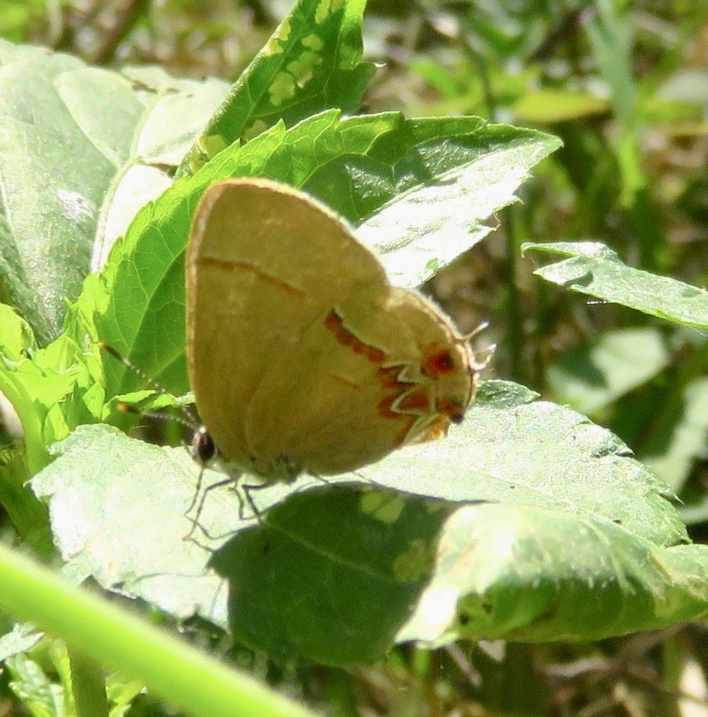 Calycopis vidulus