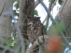 Bubo virginianus magellanicus