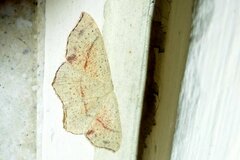 Cyclophora punctaria