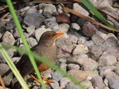 Turdus abyssinicus