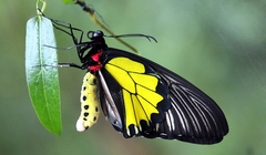 Troides minos