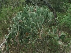 Opuntia elata
