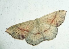 Cyclophora punctaria