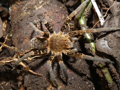 Ancylometes bogotensis