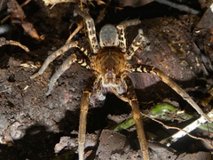 Ancylometes bogotensis