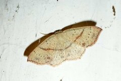 Cyclophora punctaria