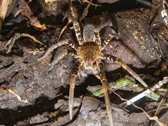 Ancylometes bogotensis