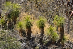 Yucca queretaroensis