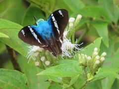 Astraptes fulgerator