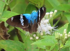 Astraptes fulgerator