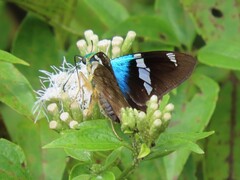 Astraptes fulgerator