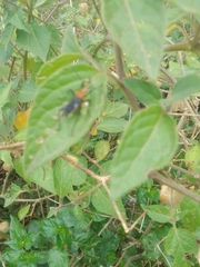 Phthiacnemia picta