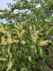 Terminalia phanerophlebia
