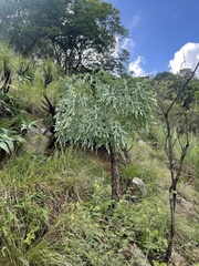 Cussonia paniculata sinuata