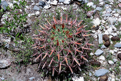 Ferocactus latispinus