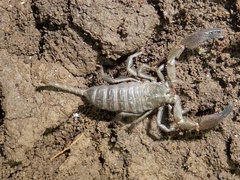 Opisthacanthus elatus