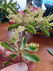 Terminalia phanerophlebia