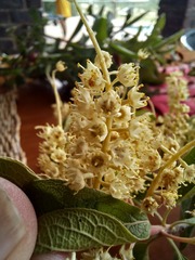 Terminalia phanerophlebia