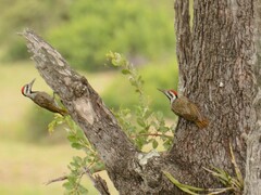 Chloropicus namaquus
