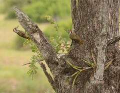 Chloropicus namaquus