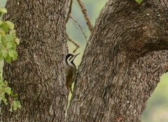 Chloropicus namaquus