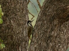 Chloropicus namaquus