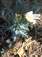 Argemone glauca