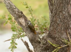 Chloropicus namaquus