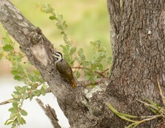 Chloropicus namaquus